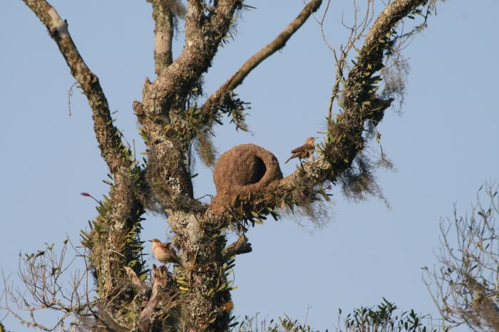 ELABORAÇÃO DE LAUDOS DE FAUNA E FLORA