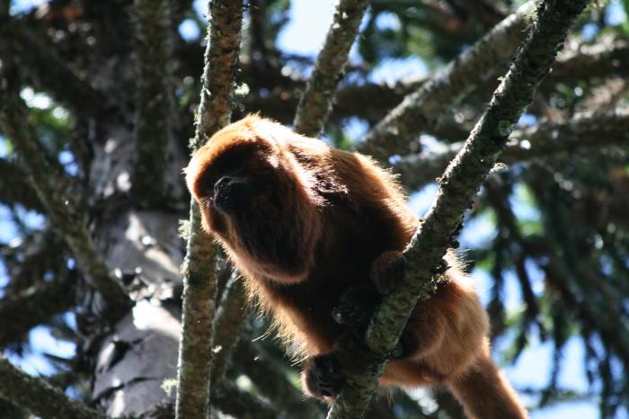 ELABORAÇÃO DE LAUDOS DE FAUNA E FLORA